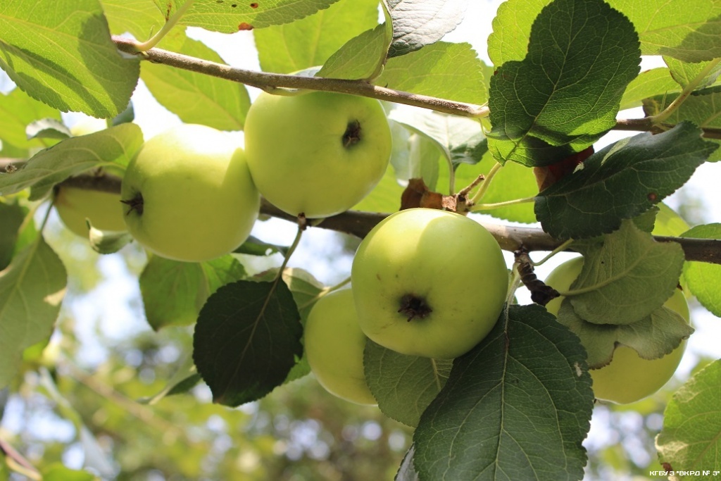В преддверии Яблочного Спаса в роддоме № 3 Владивостока освятят плоды