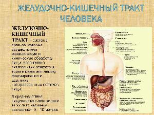 А вы знали, что кишечник справедливо именуется вторым мозгом?